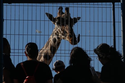 Benito, una jirafa macho de 3 años en su espacio dentro del Parque Central, en Ciudad Juárez (Estado de Chihuahua), el pasado 14 de junio.