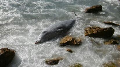 Balena morta apareguda a Andratx.