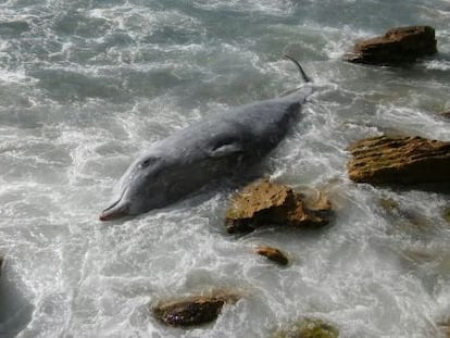 Balena morta apareguda a Andratx.