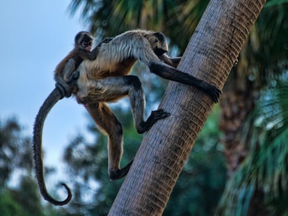 Un mono araña centroamericano.