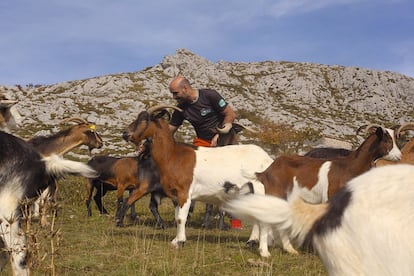 Javier Díaz juega con sus cabras.