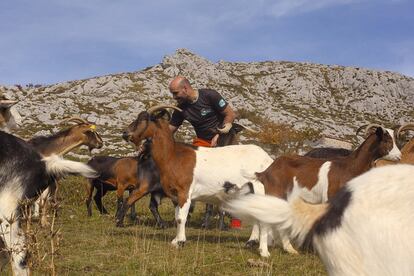 Javier Díaz juega con sus cabras.