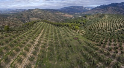  Vista panorámica aérea de un olivar de montaña en Jaén.