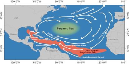 El Gran Cinturón Atlántico de Sargazos, formado en los últimos años en el sur del Océano Atlántico, se extiende desde la costa occidental de África hasta el continente americano.