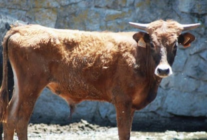 El becerro 'Ferdinand' en una foto distribuida por Gladiadores de la Paz.