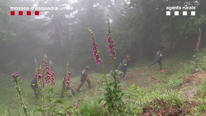 Mossos d'Esquadra y Agents Rurals actúan en el Pirineu por la muerte del oso Cachou.