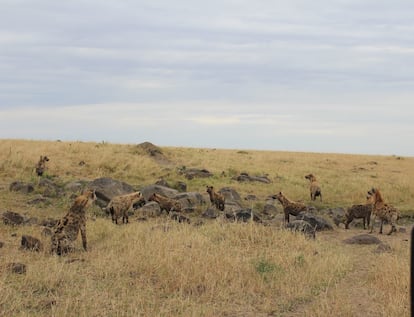 Un grupo de hienas del clan de 'Waffles', en Kenia.