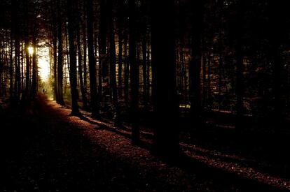 Vista de una puesta de sol entre los árboles del bosque de Soignes en Bruselas (Bélgica), el 31 de octubre de 2015.