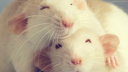 Dos ratas de laboratorio se abrazan.