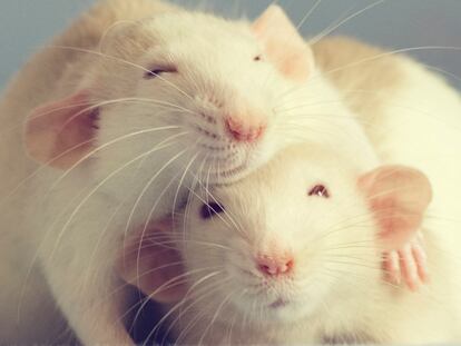 Dos ratas de laboratorio se abrazan.