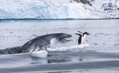 Un pingüino 'gentoo', el nadador subacuático más rápido de todos los pingüinos, huye para salvar su vida cuando una foca leopardo sale del agua. Las focas leopardo son depredadores formidables. Las hembras pueden medir 3,5 metros de largo y pesar más de 500 kilos. Sus cuerpos delgados están diseñados para la velocidad, con mandíbulas anchas con largos caninos y molares puntiagudos.