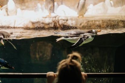 Contemplar animales cautivos puede generar pena a los niños.