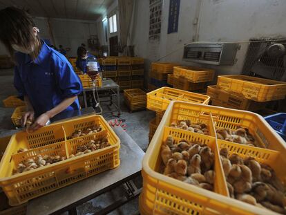 Varios trabajadores vacunan a polluelos contra la gripe aviar H9 en una granja de la provincia china de Anhui.
