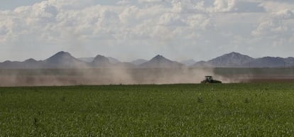 Campo de alfalfa.