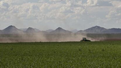 Campo de alfalfa.