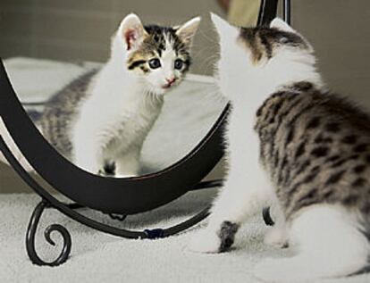 El primer gato clónico del mundo, llamado <b></b><i>CC,</i> en la Universidad de Tejas.