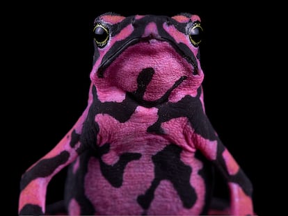 A Hoogmoed Harlequin toad of the Guyana forest.