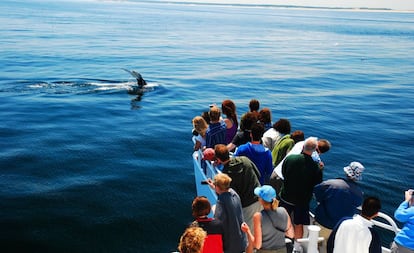 El santuario marino nacional del Banco de Stellwagen es un enorme banco de arena que recorre buena parte de la bahía de Massachusetts (la de Boston, en EEUU), entre cabo Ann y cabo Cod. De nuevo, las aguas tranquilas permiten juguetear, entre abril y octubre, a rorcuales que superan los 25 metros de largo. Provincetown, en cabo Cod, es un buen lugar para embarcar. Aquí también podemos ver a la ballena franca glacial, o ballena de los vascos, la preferida de los balleneros tradicionales vascos, que apreciaban el aceite que se obtenía de esta especie. Acabaron con la presencia de la ballena franca en el Cantábrico en el siglo XVII, acabando así con sus propios oficios.