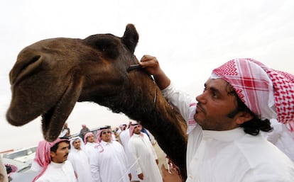 Dentro de las actividades del festival tiene lugar un concurso de belleza de camellos que en esta ocasión ha ganado el ejemplar que aparece en la imagen.