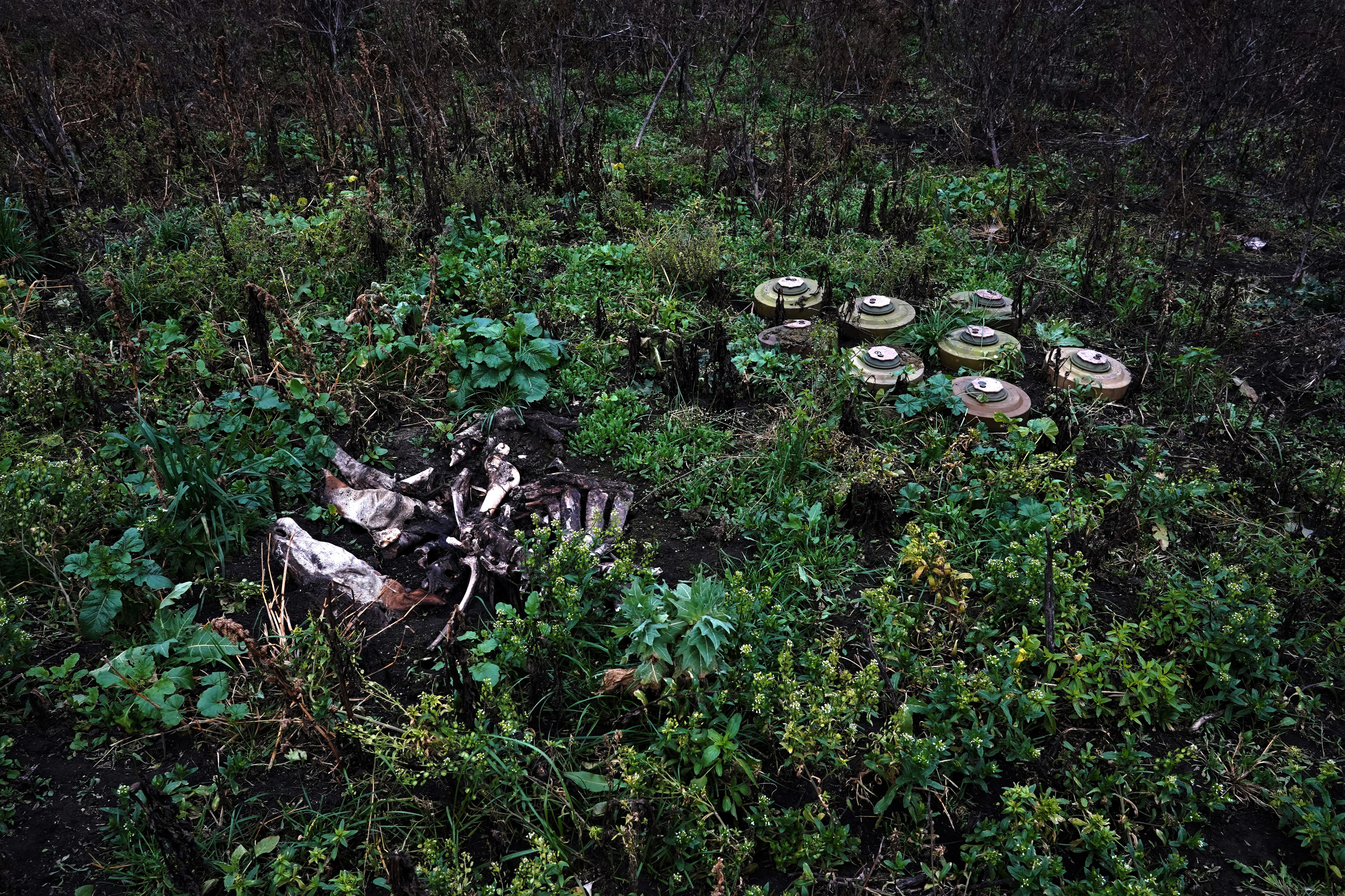 Minas antitanque plantadas por el Ejército en una granja de Shestakove, en la región de Járkov.