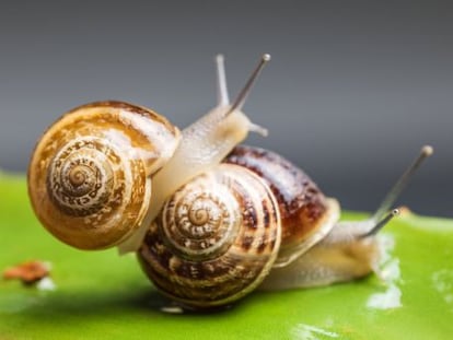 ¿Que solo duramos 7 minutos en la cama? Los estudios se equivocan