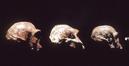 Cráneos del homo ergaster, austrolopitecus, y un homo habilis.