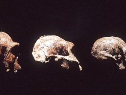 Cráneos del homo ergaster, austrolopitecus, y un homo habilis.