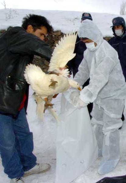 Recogida de pollos, ayer en Erzurum, en el este de Turquía.