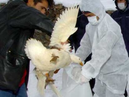 Recogida de pollos, ayer en Erzurum, en el este de Turquía.