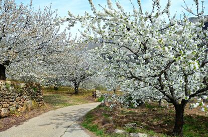 Imagen de cerezos en flor en Valle del Jerte (Extremadura).