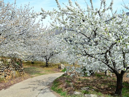Imagen de cerezos en flor en Valle del Jerte (Extremadura).