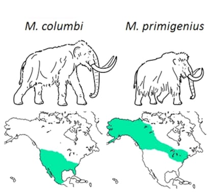 Dibujo y distribución geográfica de dos especies de mamut: el lanudo (derecha) y el columbino (izquierda).