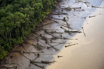 Árboles de mangle caídos a lo largo de las orillas del río Amazonas, a unas 50 millas al noreste de Macapá (capital del estado brasileño de Amapá).