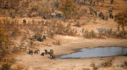 Una manada de elefantes en el área de Mababeen Botsuana, el 19 de septiembre de 2018.
