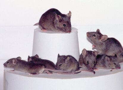 Ratones clonados por investigadores de la Universidad de Hawai (EE UU).