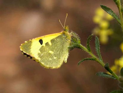 <i>Euchloe bazae</i> es exclusiva de los desiertos ibéricos y se están realizando estudios genéticos para confirmar su rango de especie. Pasaría a ser una de las especies de Europa con un área de distribución más restringida y merecería ser protegida.