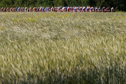 El pelotón recorre un campo de trigo durante la 11ª etapa del Giro de Italia, de 203 kilómetros, desde Santarcangelo di Romagna hasta Reggio Emilia, este miércoles. 
