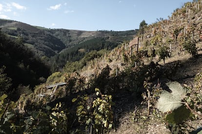 Vista del vi?edo La Zorrina, una de las fincas ms emblemticas de la denominacin, con documentos de compra de 1892 y pendientes de hasta el 30%, donde las terrazas de pizarra permiten el cultivo de vides desde hace ms de ocho dcadas. La gestiona Monasterio de Corias, y de ah salen uvas para el vino de Las Escolinas.