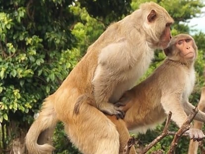 Dos machos de macaco rhesus de la isla de Cayo Santiendo manteniendo sexo.