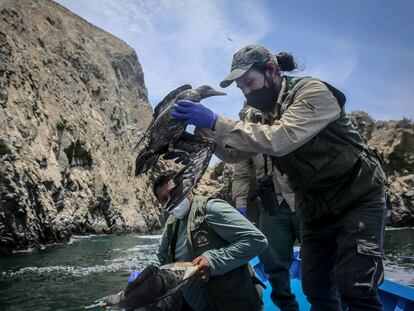 Un ave es rescatada durante las labores de monitoreo de especies marinas afectadas por el derrame de petróleo en Perú, este miércoles.