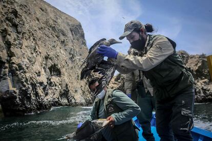 Un ave es rescatada durante las labores de monitoreo de especies marinas afectadas por el derrame de petróleo en Perú, este miércoles.