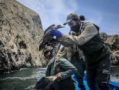 Un ave es rescatada durante las labores de monitoreo de especies marinas afectadas por el derrame de petróleo en Perú, este miércoles.