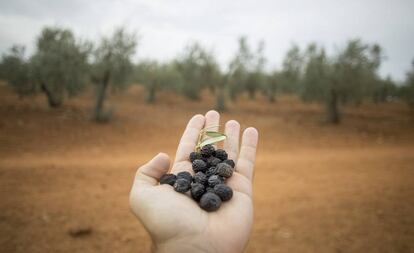 Un puñado de aceitunas.