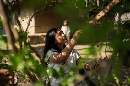 Una mujer arhuaca recoge hojas de coca, en Katanzama.