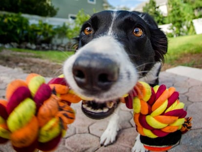 Estos son los perros más amigables, según un estudio genético