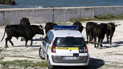 Una patrulla de la Policía Municipal de Cádiz intenta reagrupar a los toros que se escaparon del rodaje de una película protagonizada por Tom Cruise.