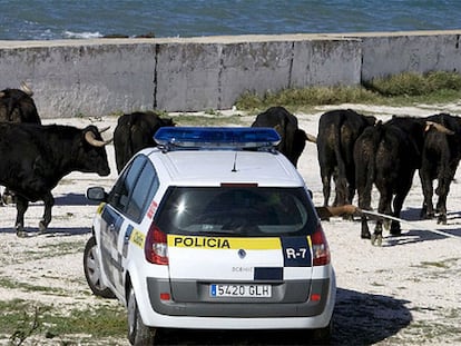 Una patrulla de la Policía Municipal de Cádiz intenta reagrupar a los toros que se escaparon del rodaje de una película protagonizada por Tom Cruise.