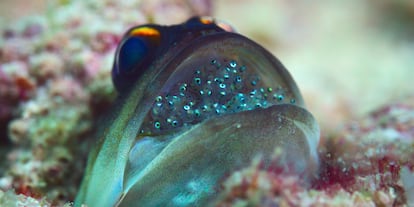 Un pez sostiene decenas de huevos dentro de su boca, en un fotograma del documental de Netflix 'Our Oceans'.