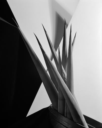 'Agave Design I' (años 20 del siglo XXI).