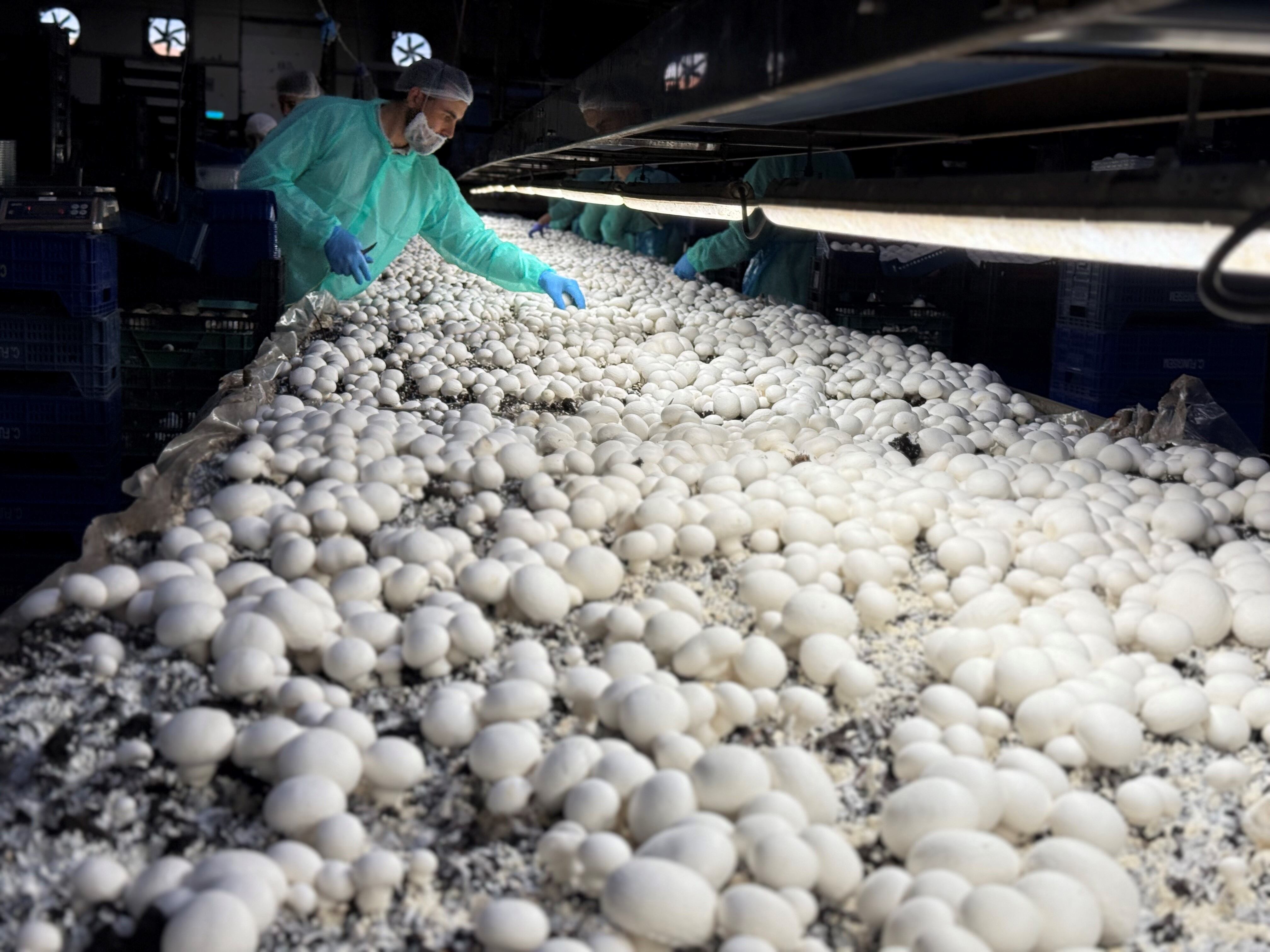 Cultivo de champiñones riojanos The Real ChampiON, ganadores del Premio del Sabor de los años 2024 y 2025.